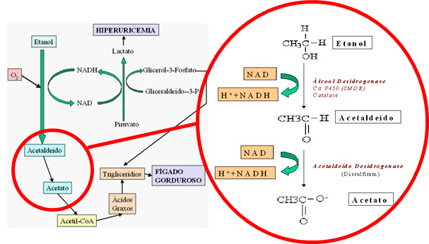 A imagem esquematiza a metabolização do álcool e seus produtos e subprodutos