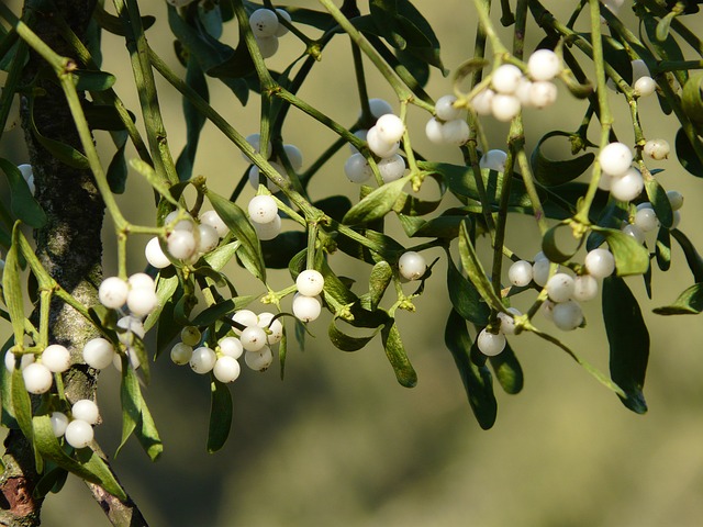 Plantas medicinais – fitoterapia na saúde